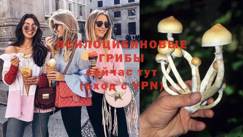 Псилоцибиновые грибы Psilocybe  Апатиты 